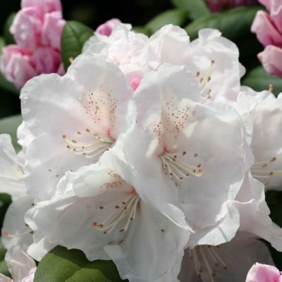 Рододендрон Шнекроне фото