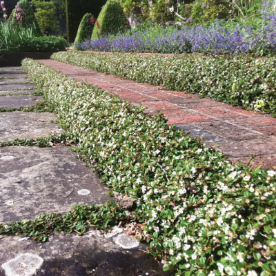 Кизильник лежачий Куин оф Карпет Кизильник лежачий Куин оф Карпет фото