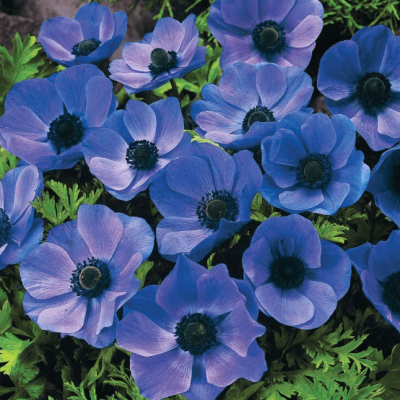 Анемона Мистер Фоккер Анемона Мистер Фоккер фото