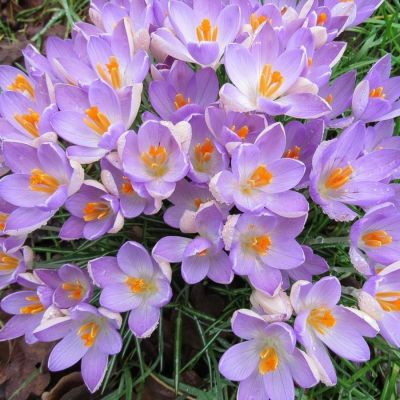 Крокус Файрфлай Крокус Файрфлай - Dolina-Sad.Ru