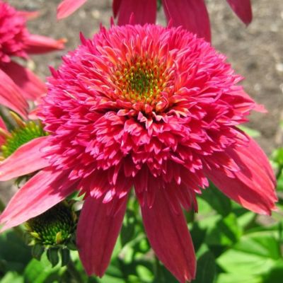 Эхинацея Дабл Скуп Распберри Эхинацея Дабл Скуп Распберри - Dolina-Sad.Ru