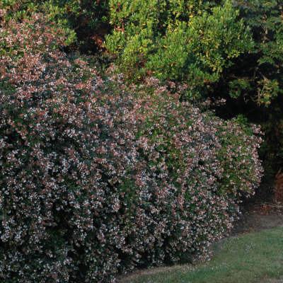 Абелия Эдвард Гучер Абелия Эдвард Гучер фото