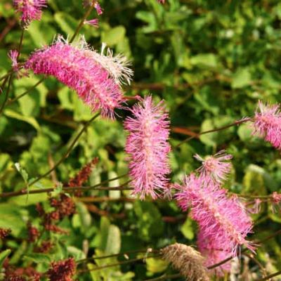 Кровохлебка тупая - Dolina-Sad.Ru