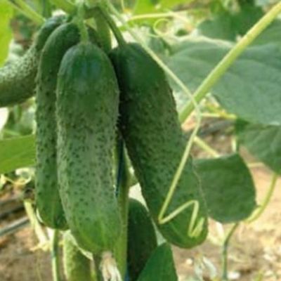 Огурец Караоке F1 (Голландия) Н19 Огурец Караоке F1 (Голландия) Н19 фото