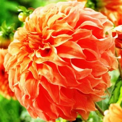 Георгина Мунлайт Соната (Гиганты) Георгина Мунлайт Соната (Гиганты) фото