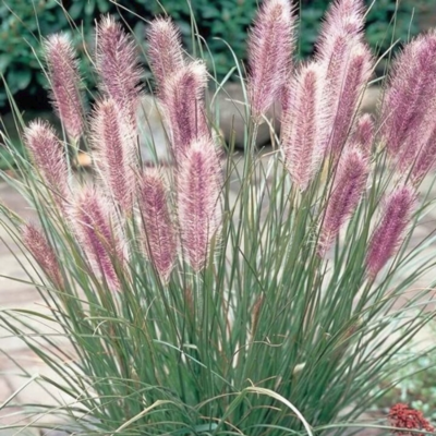 Пеннисетум лисохвостный Маудри Пеннисетум лисохвостный Маудри - Dolina-Sad.Ru