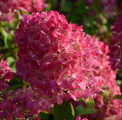 Гортензия метельчатая Вимс Ред фото