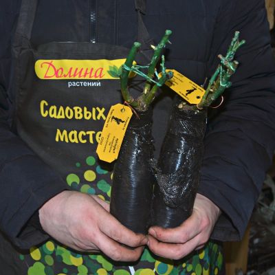 Роза Афродита 1 Роза Афродита 1 - Dolina-Sad.Ru