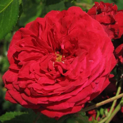 Роза Роткаппчен фото