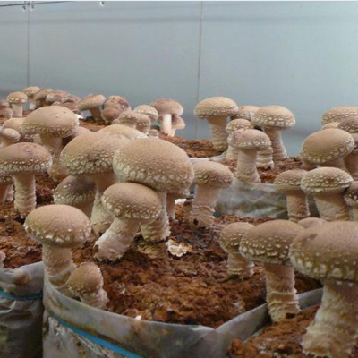 Шиитаке (в контейнере) Шиитаке (в контейнере) фото