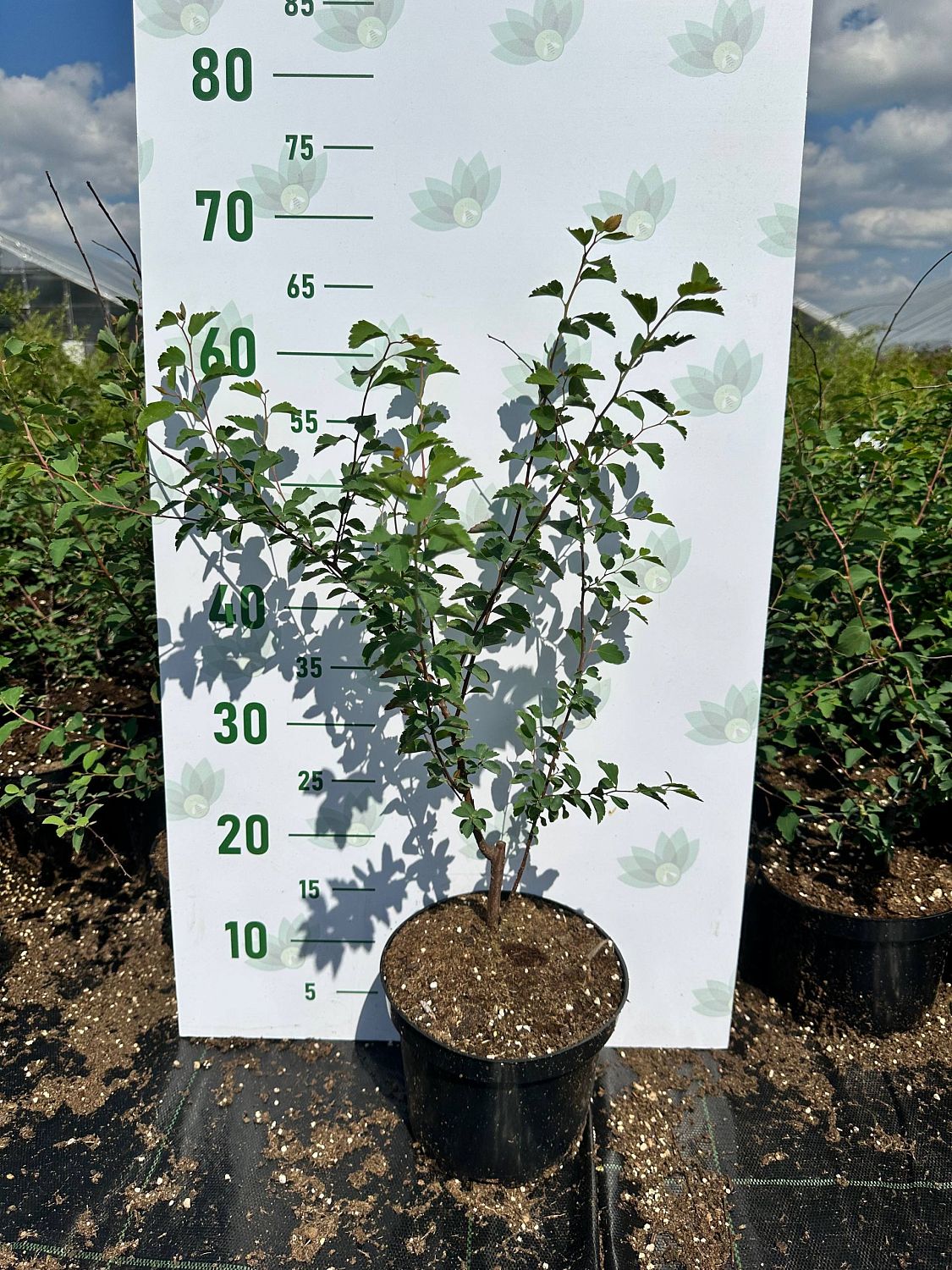 Спирея Вангутта, С3 - Dolina-Sad.Ru