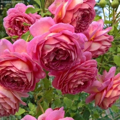 Роза Джубили Селебрейшн в горшке - Dolina-Sad.Ru