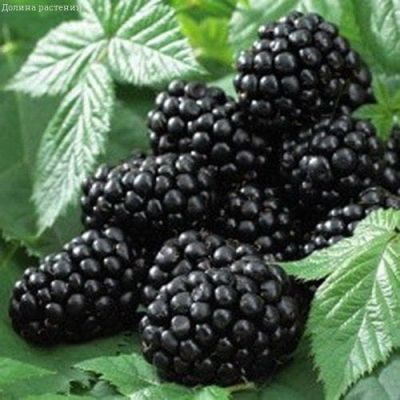 Ежевика Блэк Сатин фото