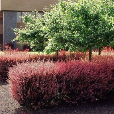 Барбарис Тунберга Роуз Глоу Барбарис Тунберга Роуз Глоу фото