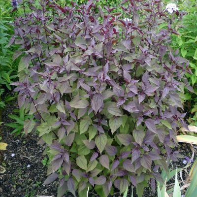 Посконник морщинистый Шоколад Посконник морщинистый Шоколад - Dolina-Sad.Ru