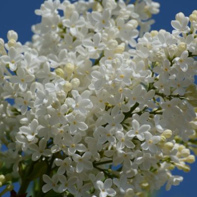 Сирень Лебедушка Сирень Лебедушка - Dolina-Sad.Ru