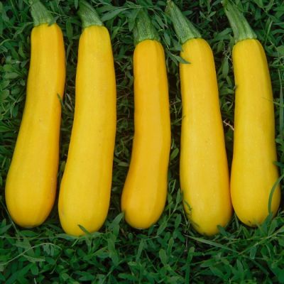 Кабачок Санлайт F1 (Clause/Франция) Кабачок Санлайт F1 (Clause/Франция) фото