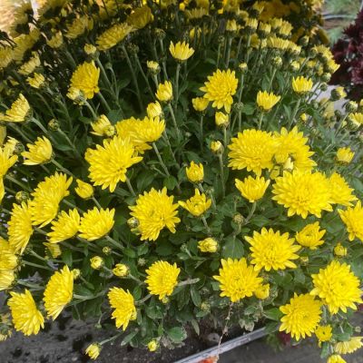 Хризантема мультифлора Бранфонтей Еллоу - Dolina-Sad.Ru