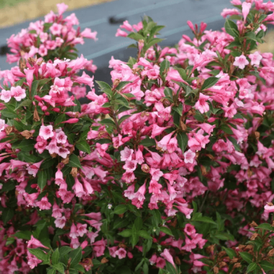 Вейгела цветущая "Танго" Вейгела цветущая "Танго" фото