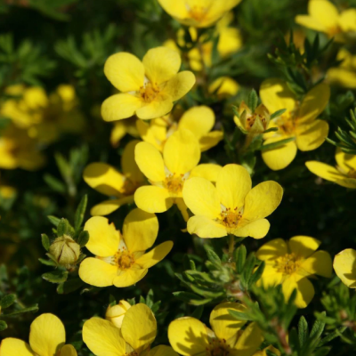 Лапчатка кустарниковая Кобольд фото