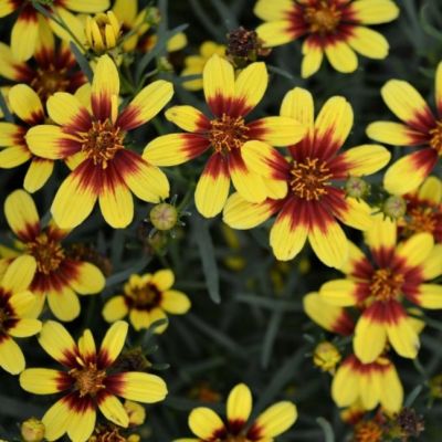 Кореопсис Бенгал Тайгер , C2 Кореопсис Бенгал Тайгер , C2 фото