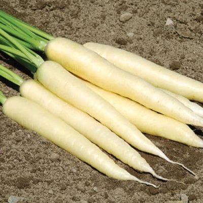 Морковь Карамель сахарная автор. Н17 Морковь Карамель сахарная автор. Н17 фото