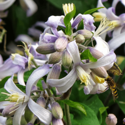 Клематис Прэкокс Клематис Прэкокс фото