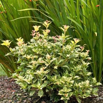 Османтус разнолистный Гошики - Dolina-Sad.Ru