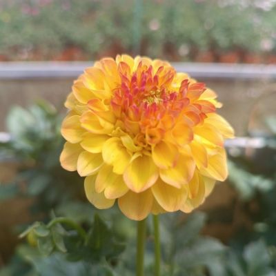 Георгина Санни Бой Георгина Санни Бой - Dolina-Sad.Ru