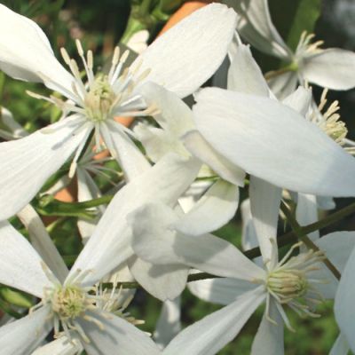 Клематис Стеллар Клематис Стеллар - Dolina-Sad.Ru