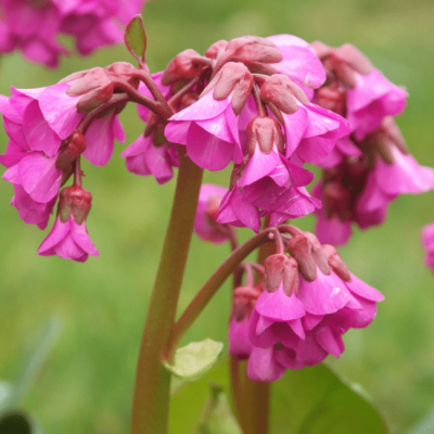 Бадан сердцелистный Эроика , x Бадан сердцелистный Эроика , x фото