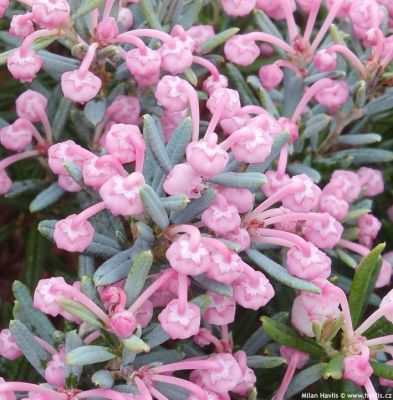 Андромеда многолистная Блю Лагун Андромеда многолистная Блю Лагун - Dolina-Sad.Ru