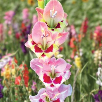 Гладиолус Сидни Гладиолус Сидни - Dolina-Sad.Ru