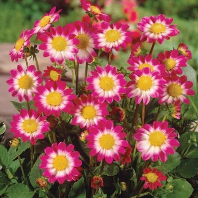 Георгина Свитхарт Георгина Свитхарт - Dolina-Sad.Ru