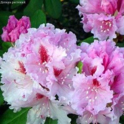 Рододендрон Прогресс Рододендрон Прогресс фото