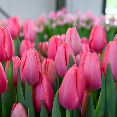 Тюльпан Сисси Тюльпан Сисси - Dolina-Sad.Ru