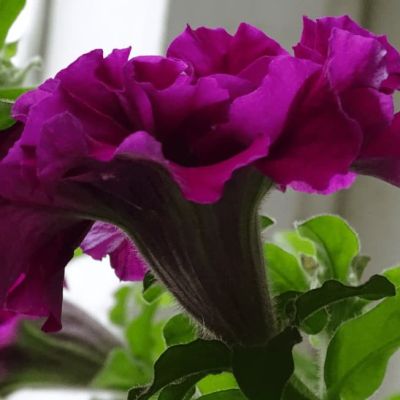 Петуния Махровые многоцветковая Дуо бургунди Петуния Махровые многоцветковая Дуо бургунди фото