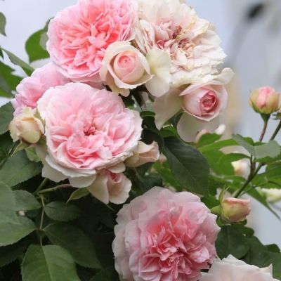 Роза Мари Викторин Роза Мари Викторин - Dolina-Sad.Ru