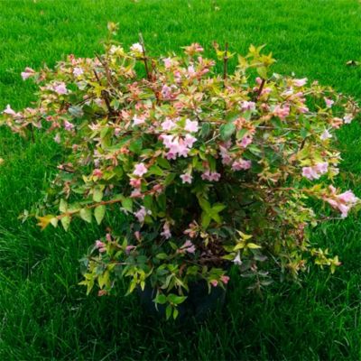 Абелия крупноцветковая Прострата Абелия крупноцветковая Прострата - Dolina-Sad.Ru