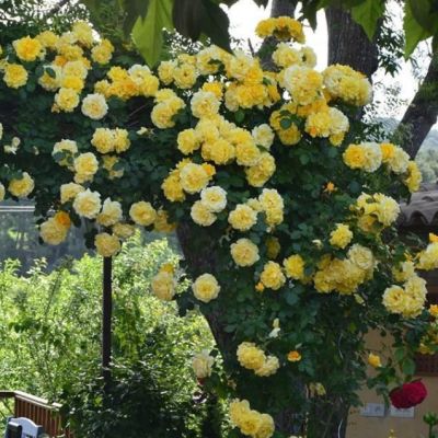 Роза Казино в горшке - Dolina-Sad.Ru