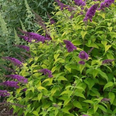 Буддлея Муншайн Буддлея Муншайн фото