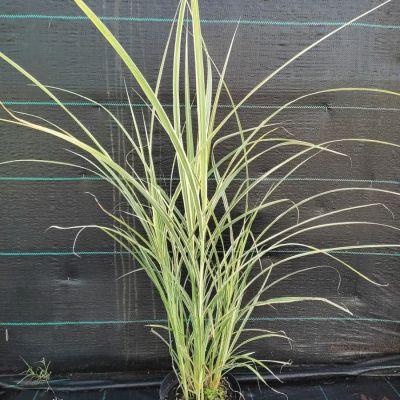 Мискантус китайский Риголетто Мискантус китайский Риголетто - Dolina-Sad.Ru