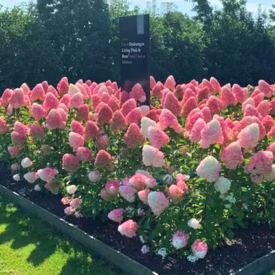 Гортензия метельчатая Пинк энд Роуз Гортензия метельчатая Пинк энд Роуз - Dolina-Sad.Ru