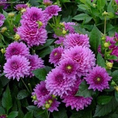 Георгина Клодетт Георгина Клодетт фото