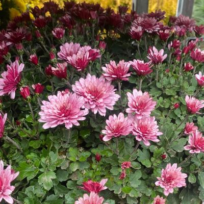 Хризантема мультифлора Бронсоуд Пинк - Dolina-Sad.Ru