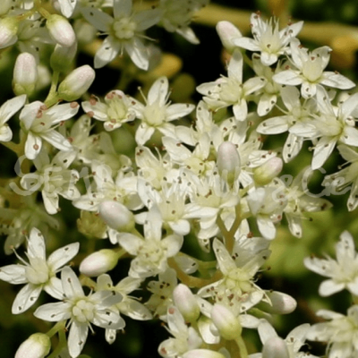 Седум белый Хлоротикум Седум белый Хлоротикум фото