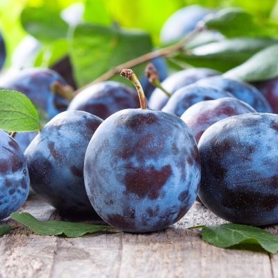 Слива Блюфри Слива Блюфри - Dolina-Sad.Ru