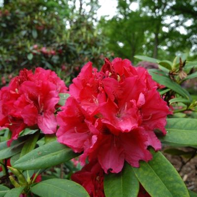 Рододендрон Марианна Фон Вайцзеккер - Dolina-Sad.Ru