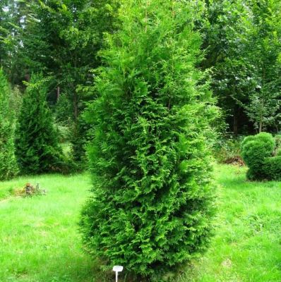Туя западная Брабант фото