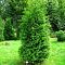 Туя западная Брабант фото